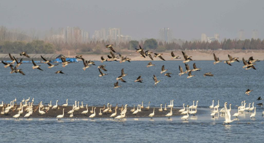 La Chine continue de faire de nouveaux progrès dans la lutte contre le bruit