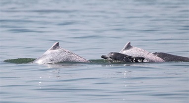 Un groupe de dauphins blancs de Chine aperçus dans les eaux au large de la province de Hainan