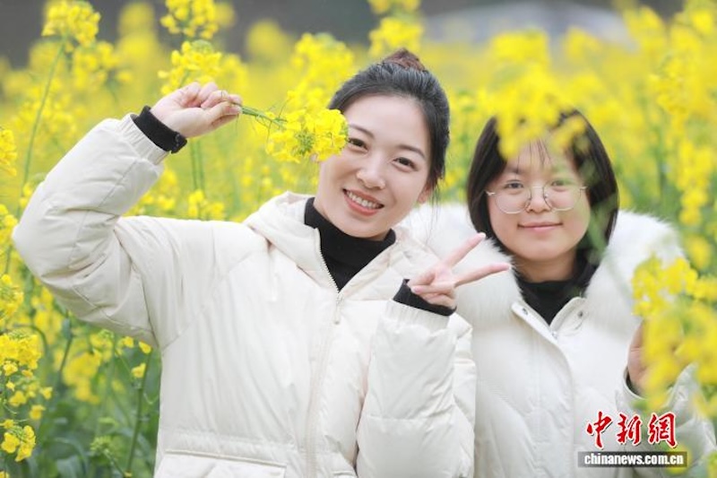 Guangxi : à Sanjiang, les fleurs de colza s'épanouissent, diffusant une puissante sensation de printemps