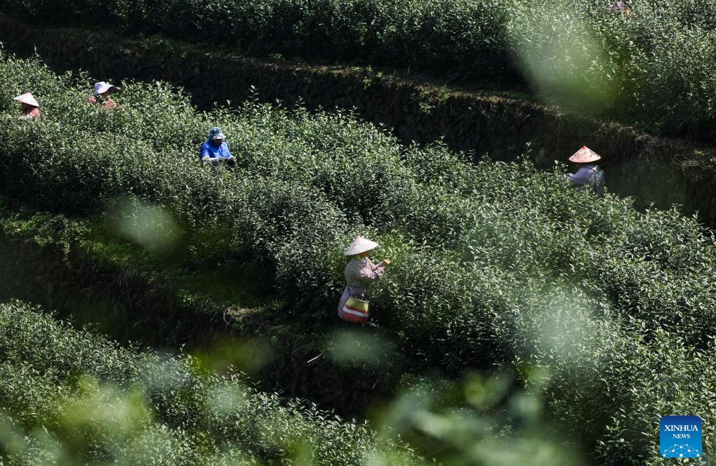 Zhejiang : les jardins de thé du comté de Wuyi entrent dans leur pleine saison de récolte