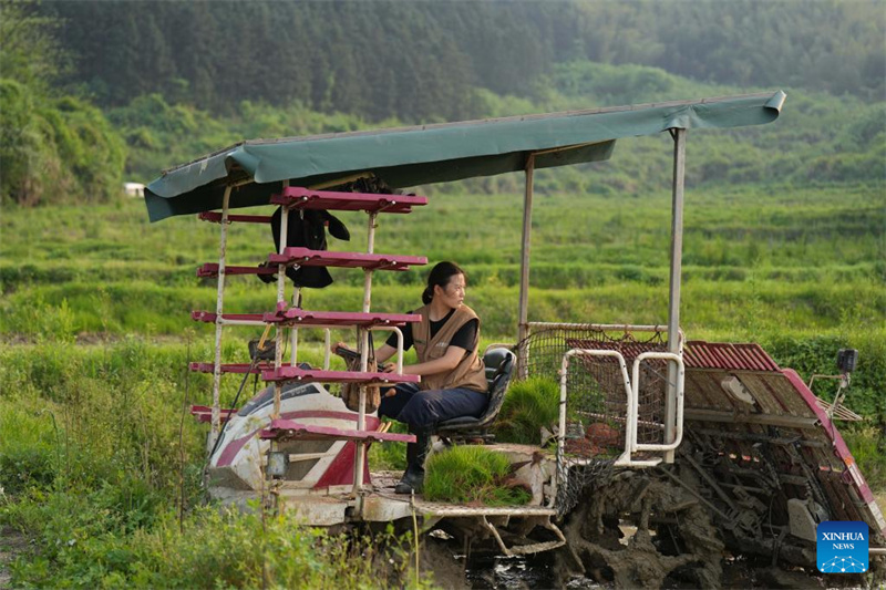 Hunan : une nouvelle agricultrice apporte innovation et compétences sur le terrain à Chenzhou