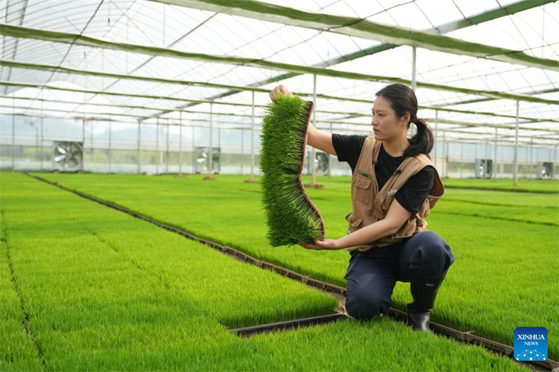 Hunan : une nouvelle agricultrice apporte innovation et compétences sur le terrain à Chenzhou