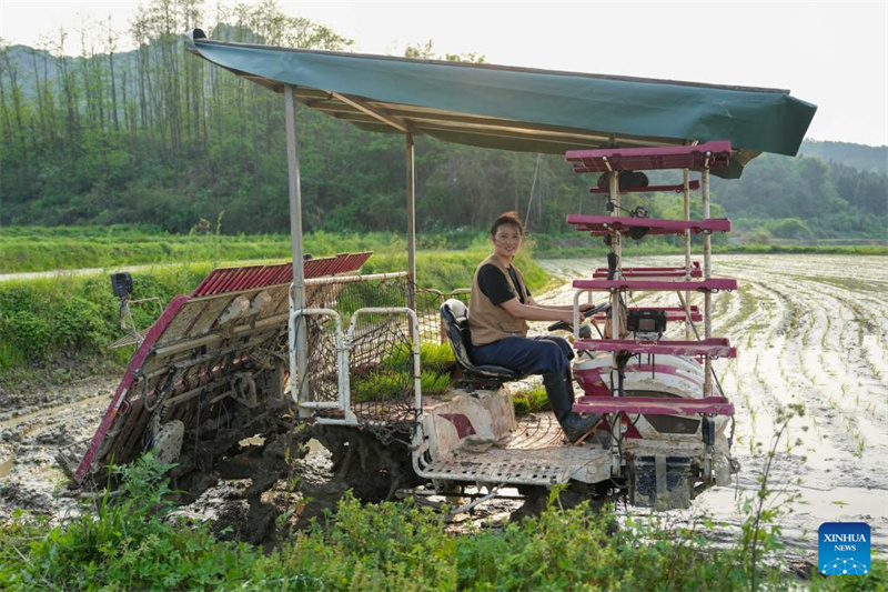 Hunan : une nouvelle agricultrice apporte innovation et compétences sur le terrain à Chenzhou