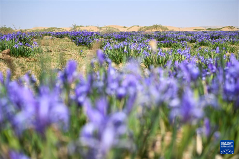 Mongolie intérieure : le paysage du désert de Kubuqi au début de l'été