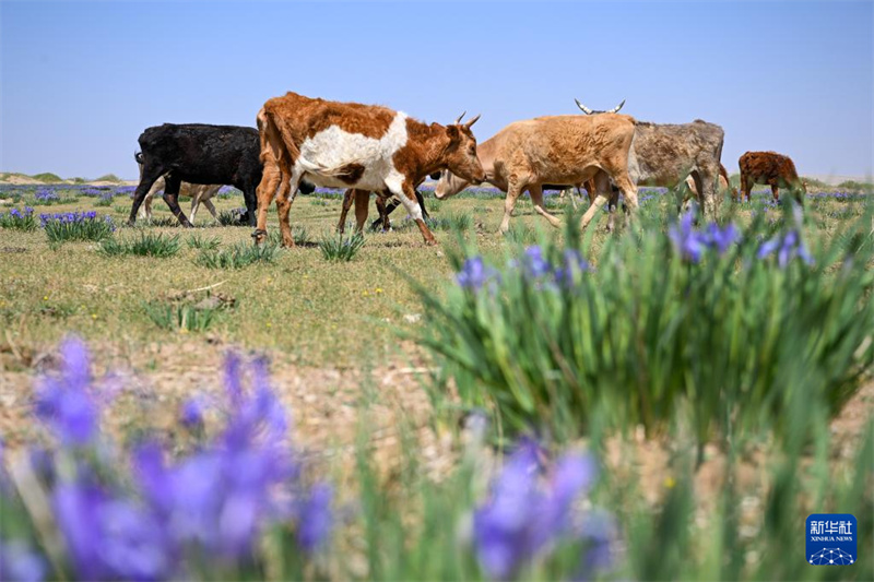 Mongolie intérieure : le paysage du désert de Kubuqi au début de l'été