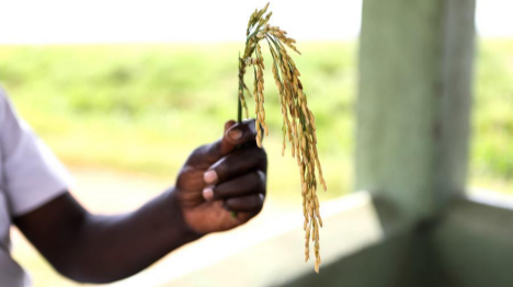 En Afrique, l'héritage du "père du riz hybride" continue de nourrir des millions de personnes
