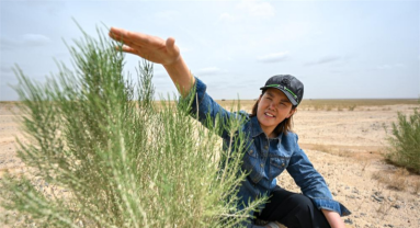 Mongolie intérieure : comment un agent local de lutte contre la désertification a consacré 19 ans à transformer le désert en oasis