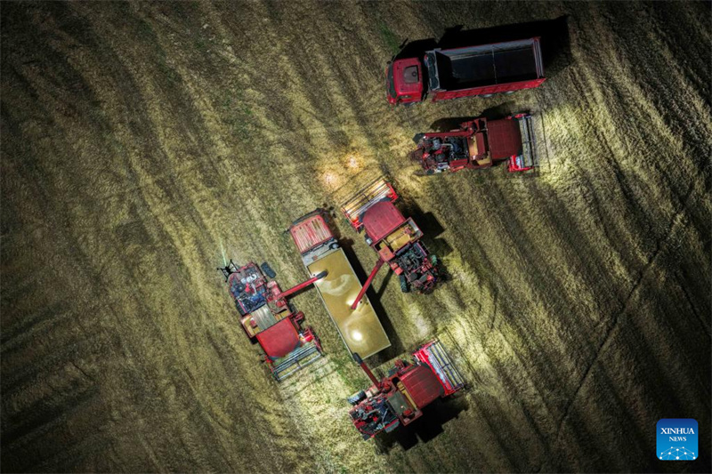 Anhui : un drone d'éclairage aide les machines agricoles à récolter le blé de nuit