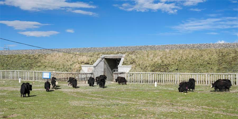 Chine : passages fauniques du chemin de fer Qinghai-Xizang à Nagqu