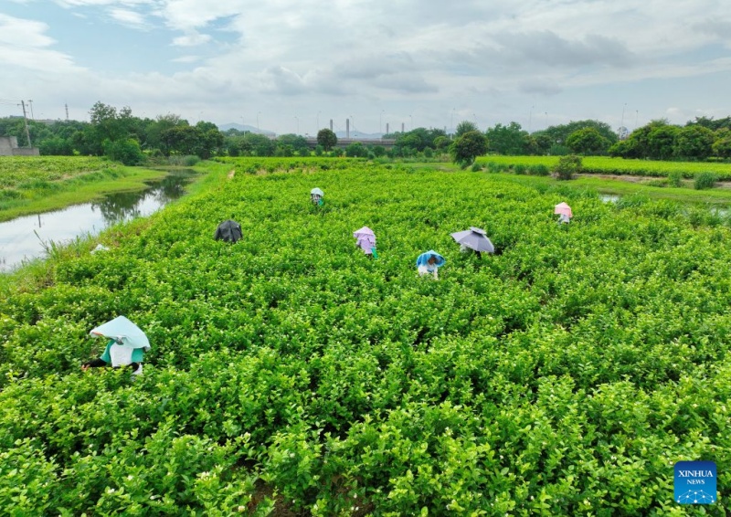 Fujian : le patrimoine industriel du thé au jasmin de Fuzhou stimule la croissance du tourisme culturel local