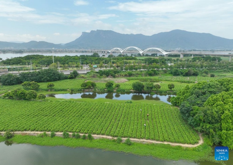 Fujian : le patrimoine industriel du thé au jasmin de Fuzhou stimule la croissance du tourisme culturel local