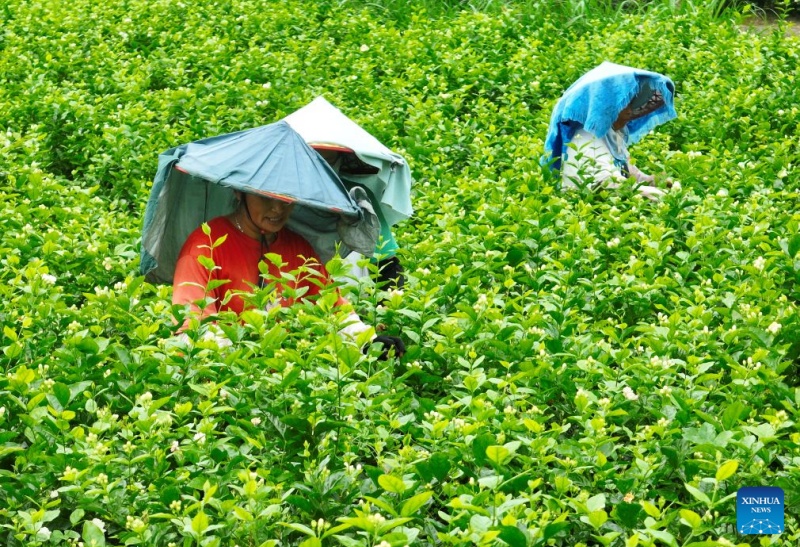 Fujian : le patrimoine industriel du thé au jasmin de Fuzhou stimule la croissance du tourisme culturel local