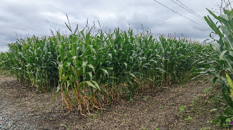 Comment augmenter les rendements agricoles pour relever le défi de produire davantage