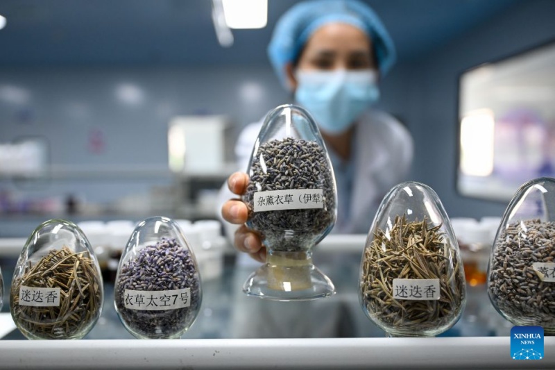 Xinjiang : les progrès des technologies agricoles deviennent des alliés précieux pour les agriculteurs