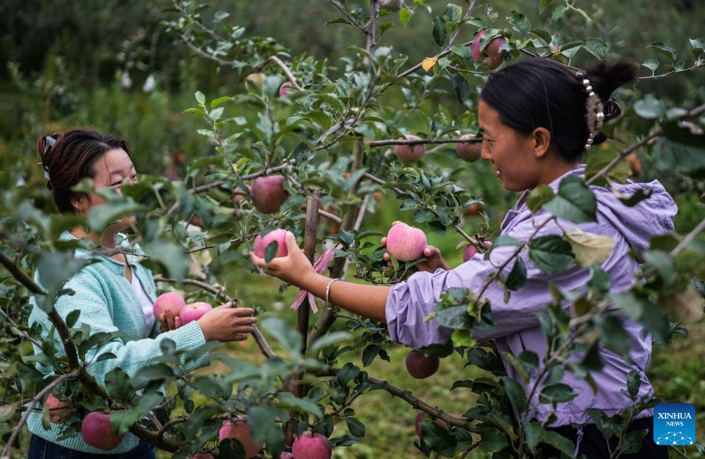 Guizhou : la récolte des pommes précoces a commencé dans le district de Weining