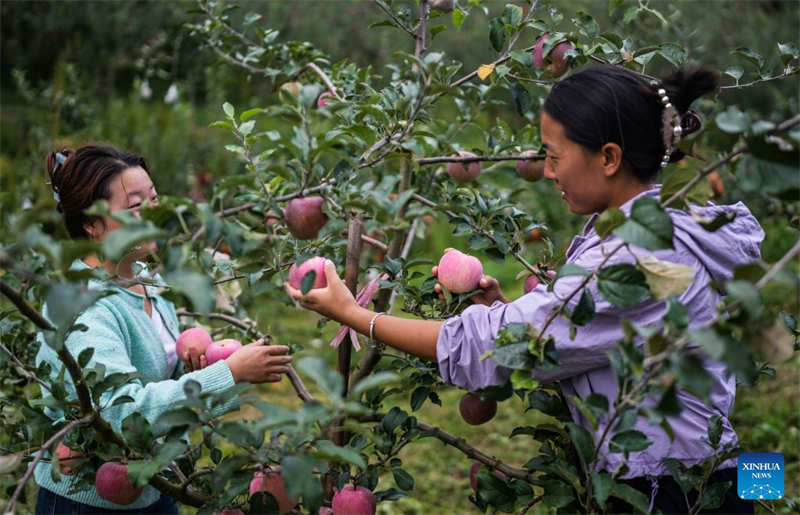 Guizhou : la récolte des pommes précoces a commencé dans le district de Weining