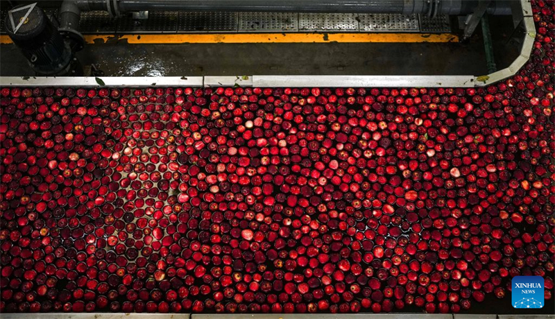 Guizhou : la récolte des pommes précoces a commencé dans le district de Weining