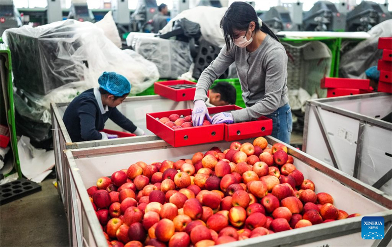 Guizhou : la récolte des pommes précoces a commencé dans le district de Weining