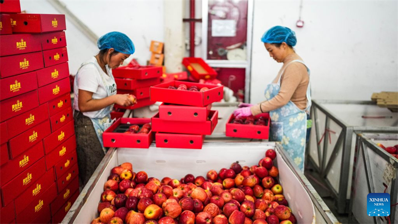Guizhou : la récolte des pommes précoces a commencé dans le district de Weining