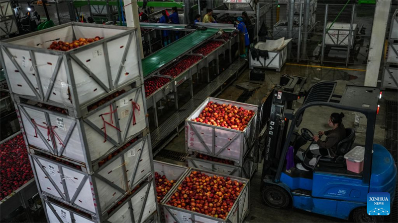 Guizhou : la récolte des pommes précoces a commencé dans le district de Weining