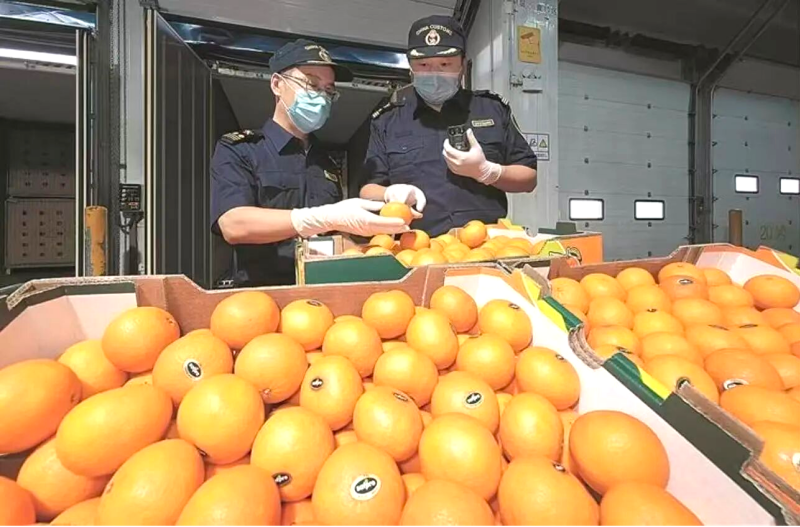 Des agents des douanes inspectent des agrumes frais importés d'Afrique du Sud. (Photo fournie par les douanes de Dalian)