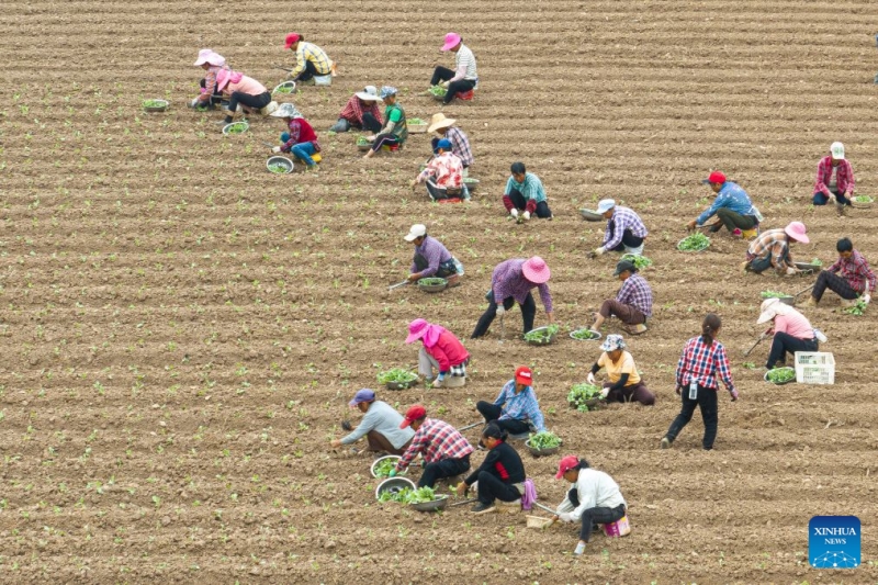 Hubei : les agriculteurs s'activent aux travaux des champs d'automne