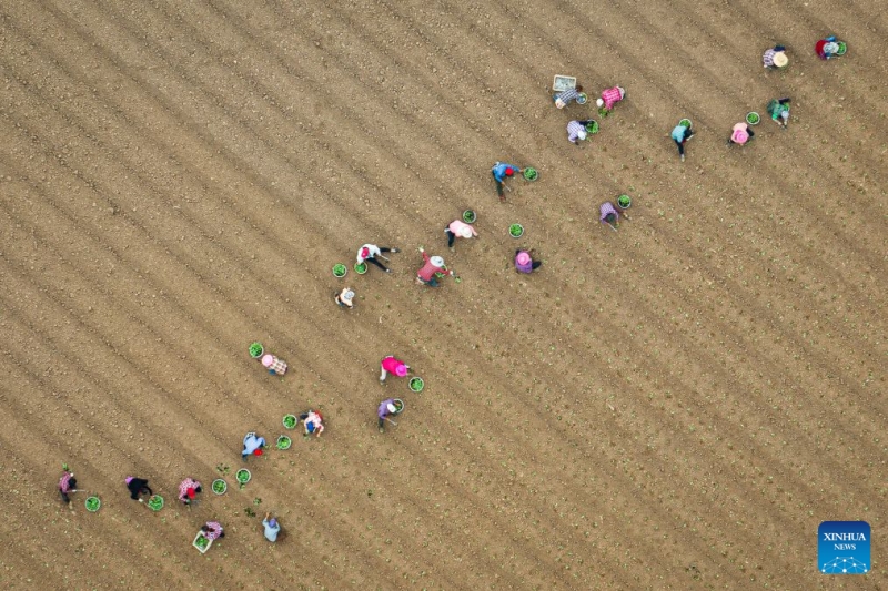 Hubei : les agriculteurs s'activent aux travaux des champs d'automne
