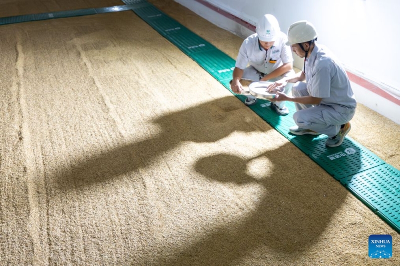 Hubei : les agriculteurs s'activent aux travaux des champs d'automne