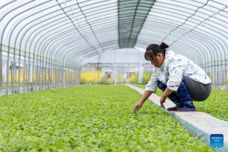 Hubei : les agriculteurs s'activent aux travaux des champs d'automne