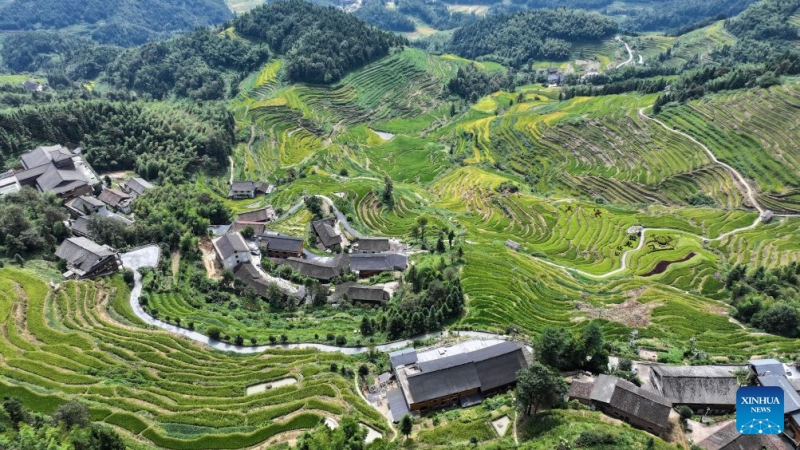 Hunan : à la découverte des spectaculaires rizières en terrasses de Ziquejie