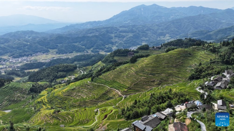 Hunan : à la découverte des spectaculaires rizières en terrasses de Ziquejie