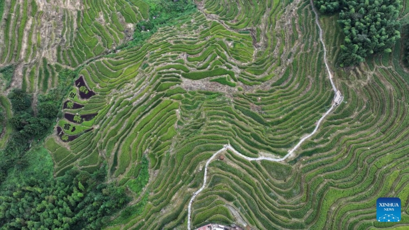 Hunan : à la découverte des spectaculaires rizières en terrasses de Ziquejie