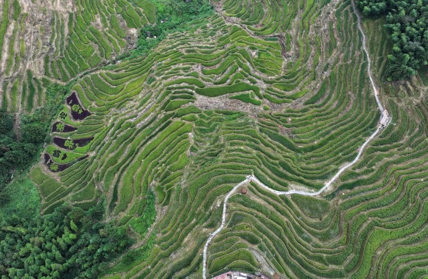 Hunan : à la découverte des spectaculaires rizières en terrasses de Ziquejie