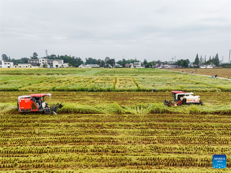 Sichuan : la récolte du riz bat son plein à Meishan