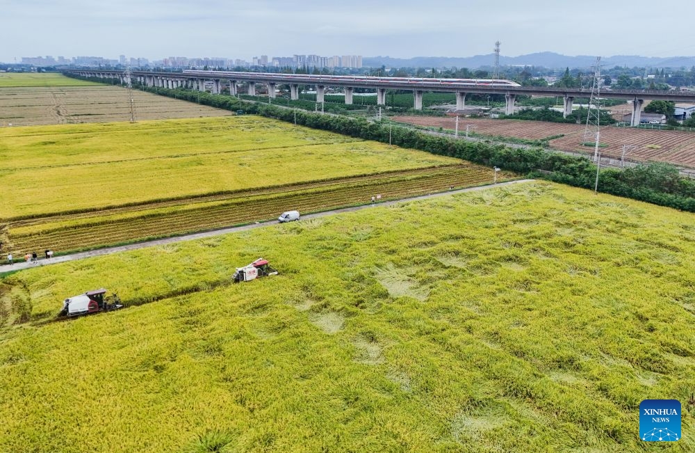 Sichuan : la récolte du riz bat son plein à Meishan