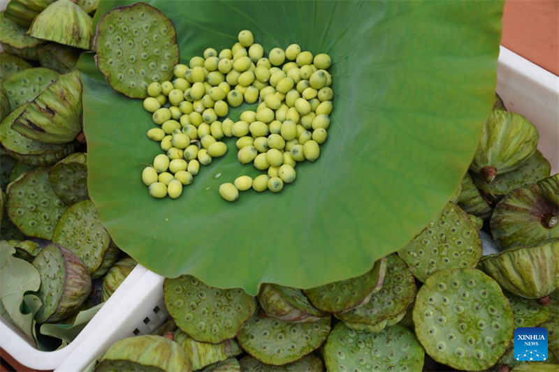 Hubei : l'industrie de la racine de lotus dynamise l'économie locale à Honghu