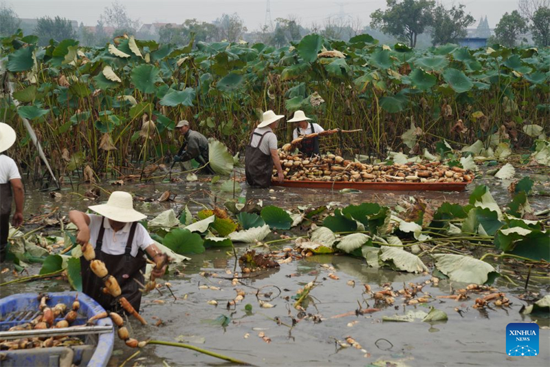 Hubei : l'industrie de la racine de lotus dynamise l'économie locale à Honghu