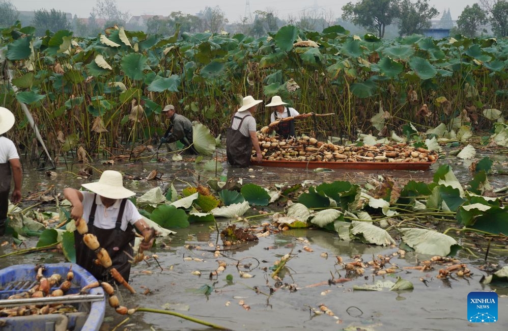 Hubei : l'industrie de la racine de lotus dynamise l'économie locale à Honghu