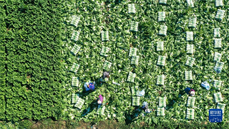 La « révolution du chou » — Comment la Chine utilise la science pour nourrir 1,4 milliard de personnes