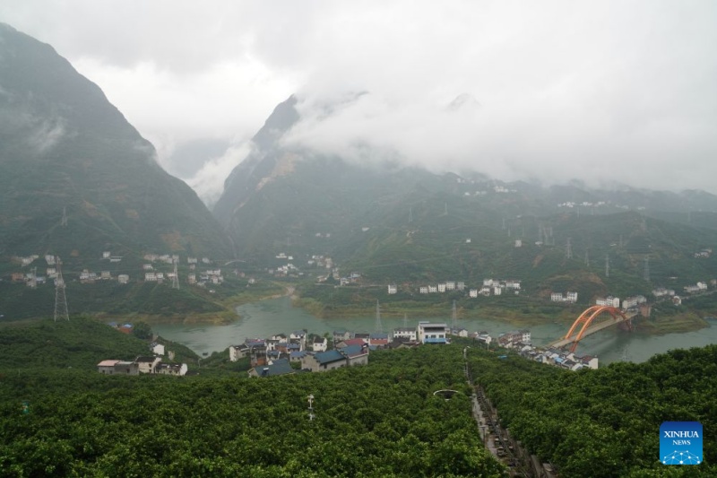 Hubei : dans les vergers de montagne de Zigui, les oranges prennent leur envol grâce aux drones