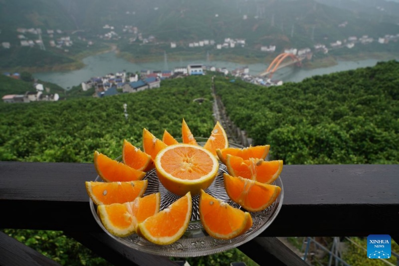 Hubei : dans les vergers de montagne de Zigui, les oranges prennent leur envol grâce aux drones