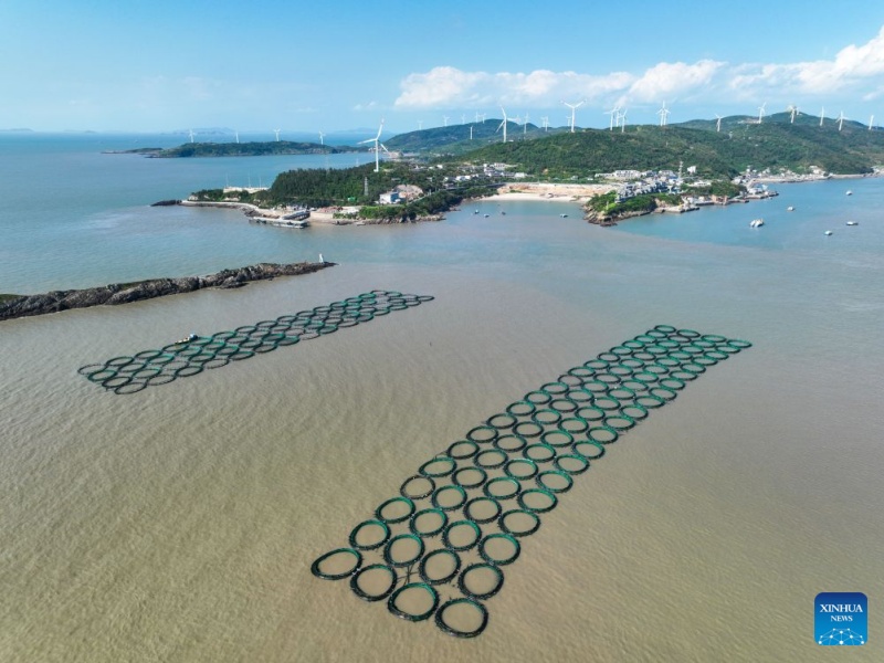 Zhejiang : le district de Jiaojiang développe la filière de la grande courbine jaune