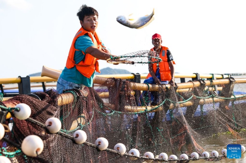 Zhejiang : le district de Jiaojiang développe la filière de la grande courbine jaune