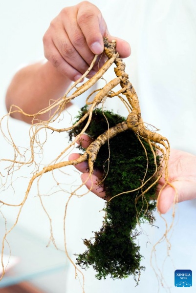 Jilin : la récolte du ginseng bat son plein à Fusong