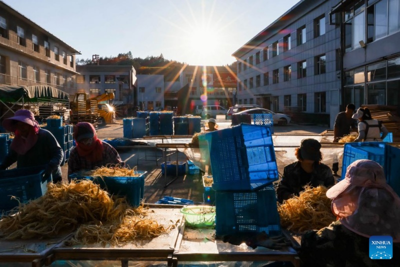 Jilin : la récolte du ginseng bat son plein à Fusong