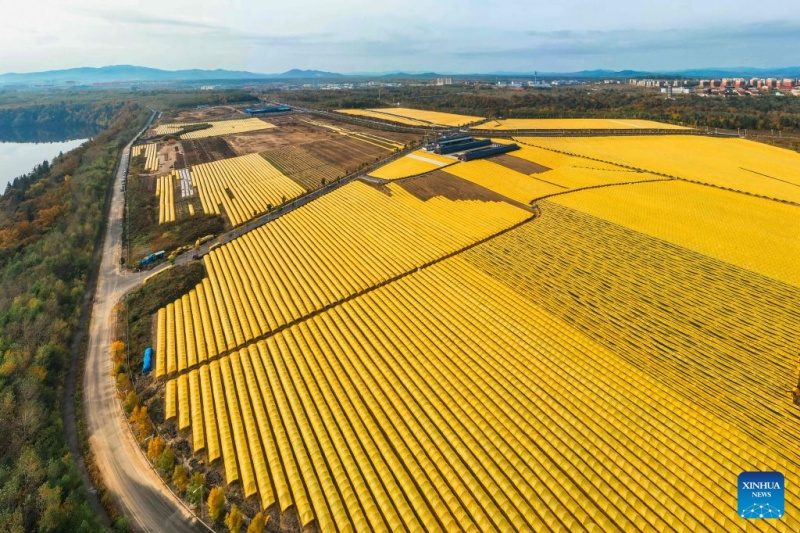 Jilin : la récolte du ginseng bat son plein à Fusong