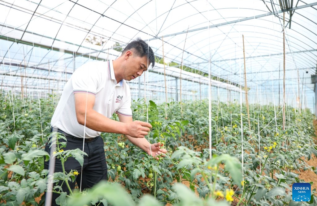 Chongqing : le district de Qijiang stimule la revitalisation rurale grâce au « tourisme rouge » et au développement d'une agriculture moderne
