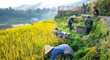 Yunnan : à la découverte des rizières en terrasses des Hani à Yuanyang