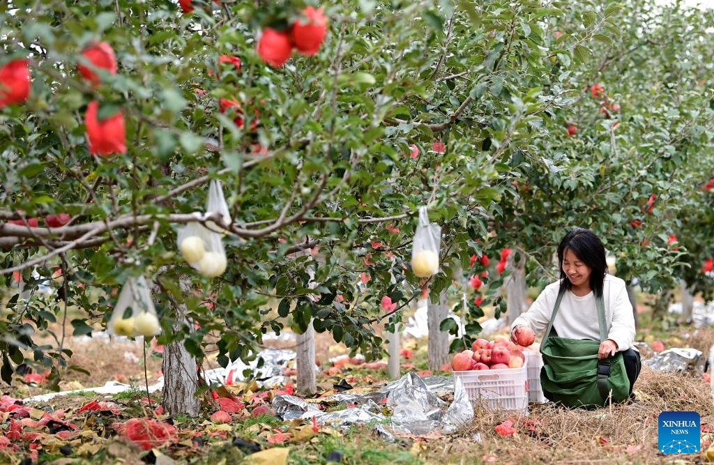 Shaanxi : haut lieu de la Longue Marche, le district de Wuqi connaît un développement écologique et industriel