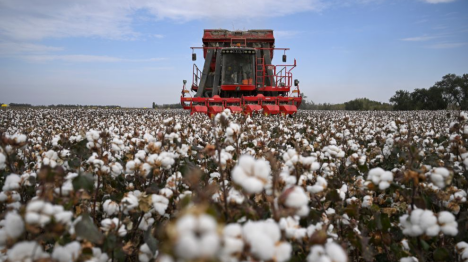 Xinjiang : un producteur de coton de Shawan saisit de nouvelles opportunités grâce à la modernisation agricole